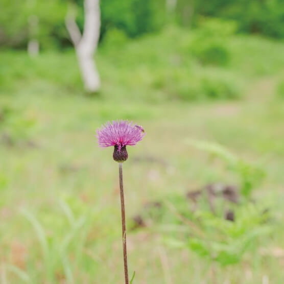 花の写真